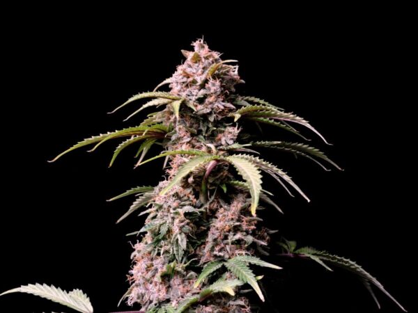Amnesia Zkittlez Auto – Bild 2