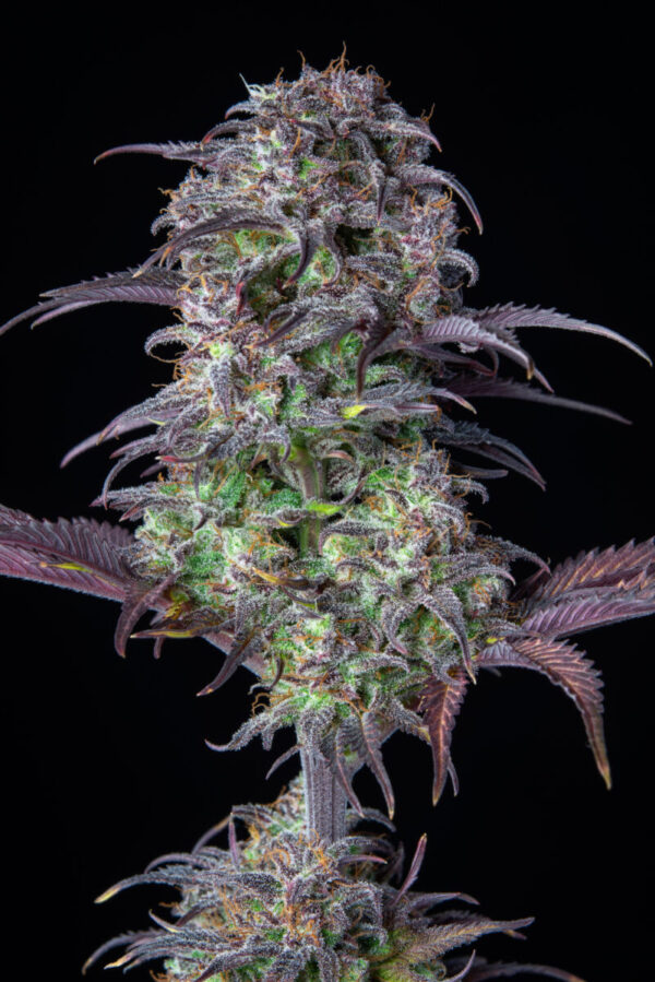 Blueberry Auto – Bild 2