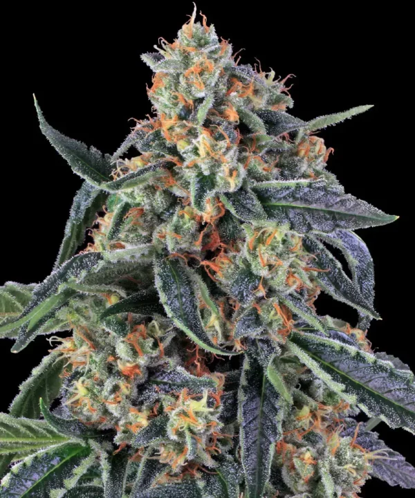 Cookies Kush ( feminisiert 3er Pack )