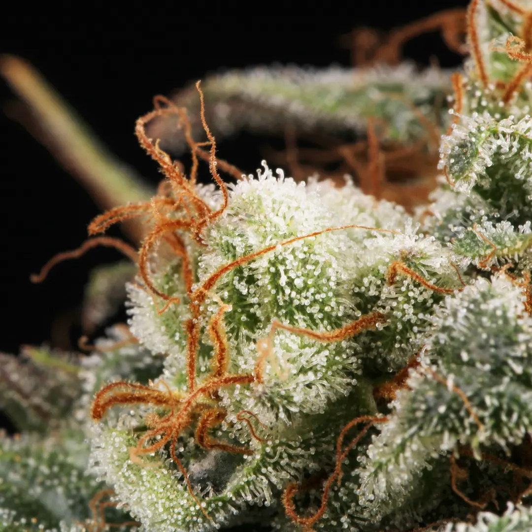 Mendocino Skunk – Bild 3