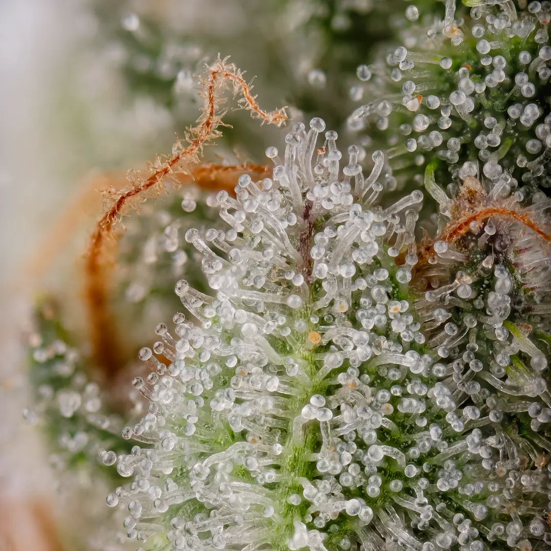 Apricot Candy – Bild 4